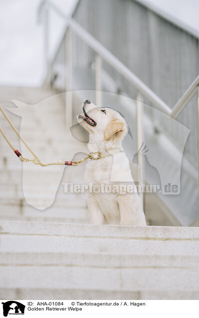 Golden Retriever Welpe / Golden Retriever Puppy / AHA-01084