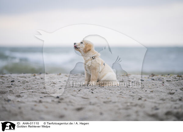 Golden Retriever Welpe / Golden Retriever Puppy / AHA-01110