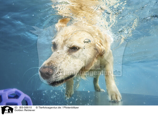 Golden Retriever / BS-08810