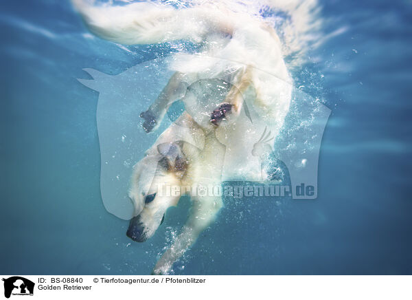 Golden Retriever / Golden Retriever / BS-08840