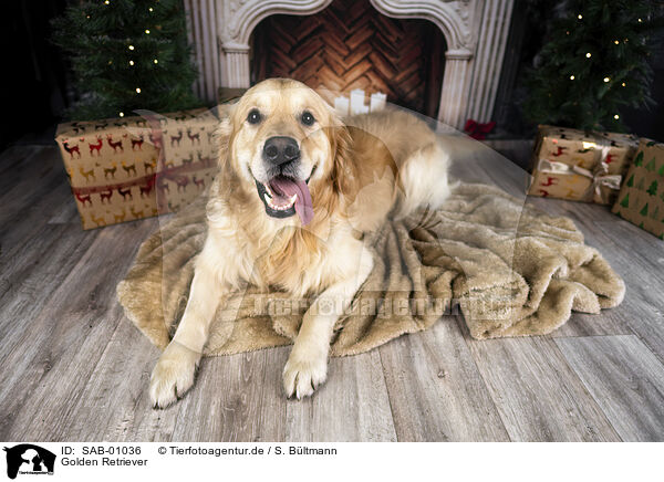 Golden Retriever / Golden Retriever / SAB-01036