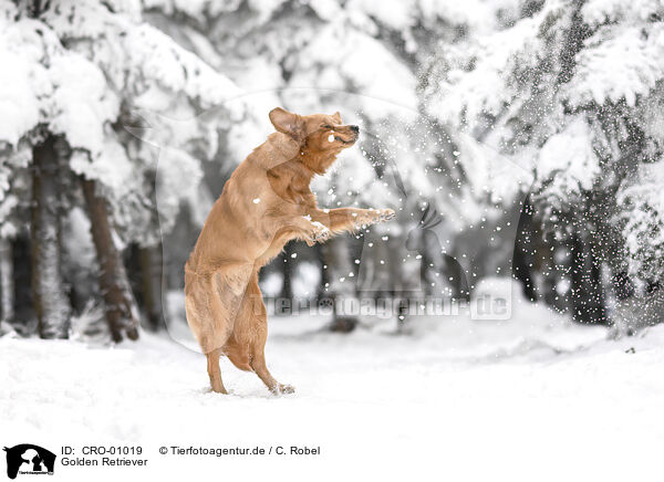 Golden Retriever / Golden Retriever / CRO-01019