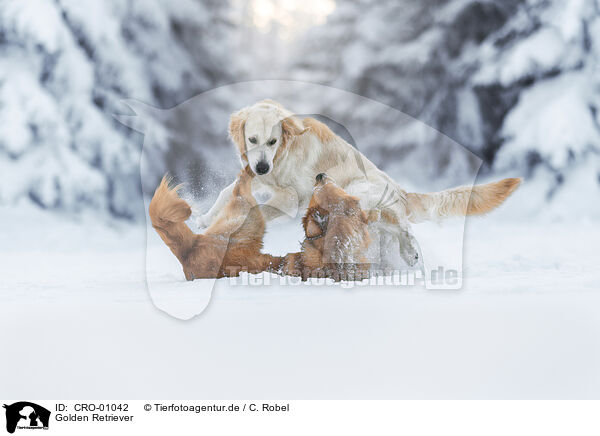 Golden Retriever / Golden Retriever / CRO-01042
