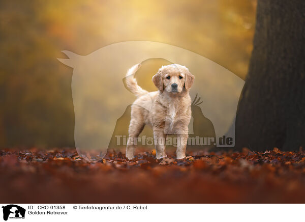 Golden Retriever / Golden Retriever / CRO-01358