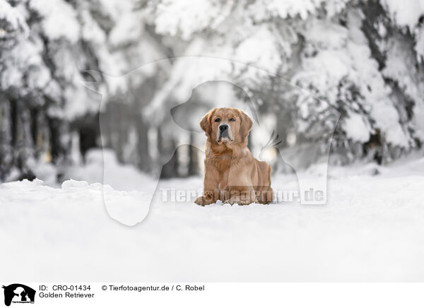 Golden Retriever / Golden Retriever / CRO-01434
