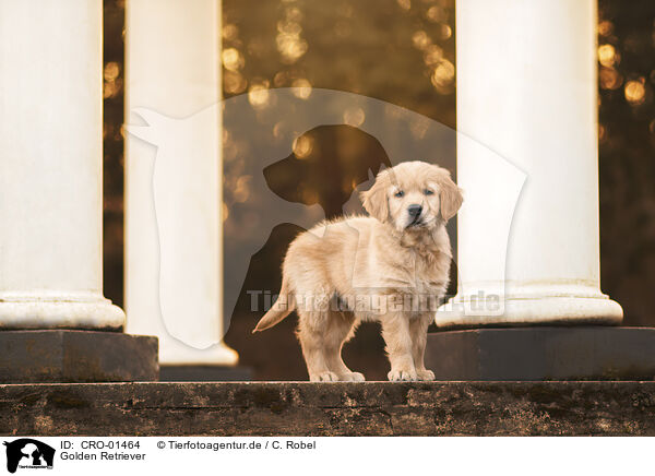 Golden Retriever / Golden Retriever / CRO-01464