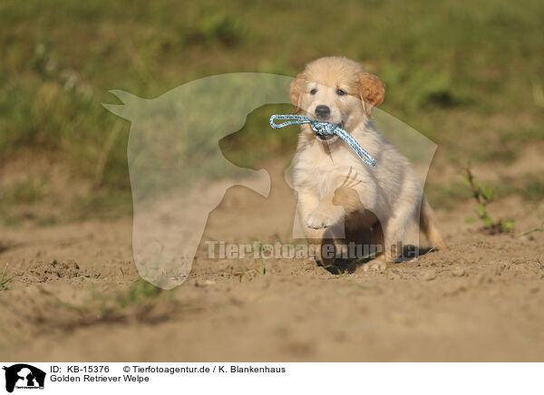 Golden Retriever Welpe / KB-15376