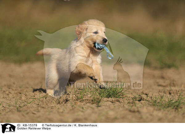Golden Retriever Welpe / KB-15378