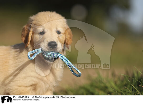 Golden Retriever Welpe / Golden Retriever puppy / KB-15379