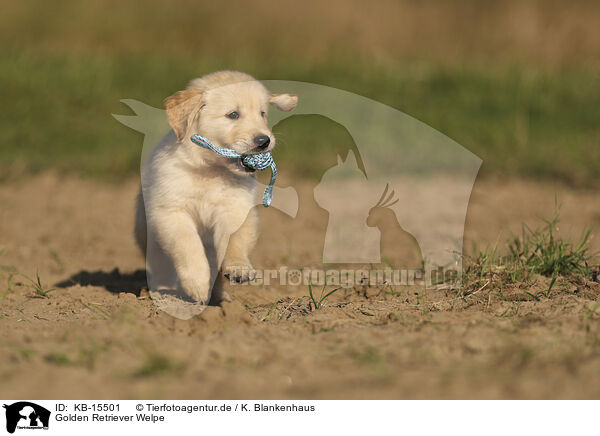 Golden Retriever Welpe / KB-15501