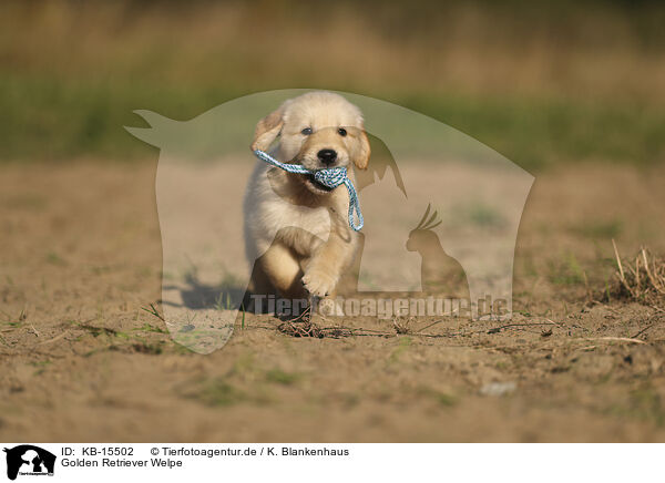 Golden Retriever Welpe / Golden Retriever puppy / KB-15502