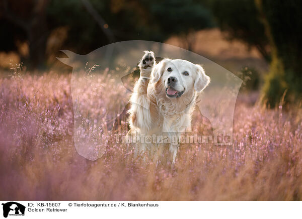 Golden Retriever / KB-15607