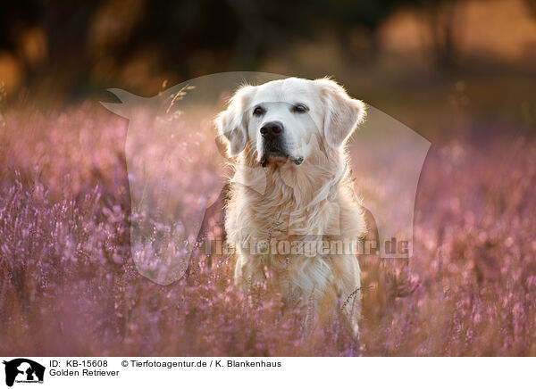 Golden Retriever / Golden Retriever / KB-15608