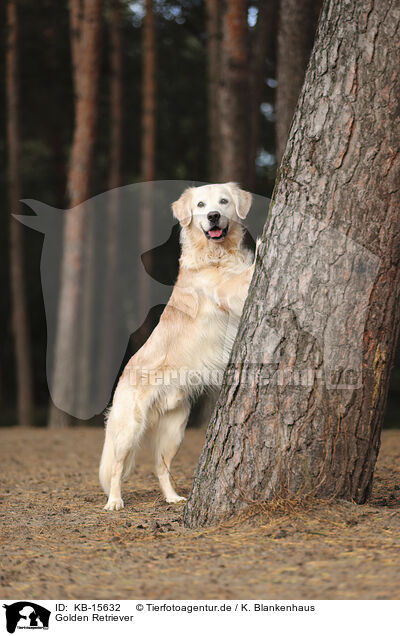 Golden Retriever / Golden Retriever / KB-15632