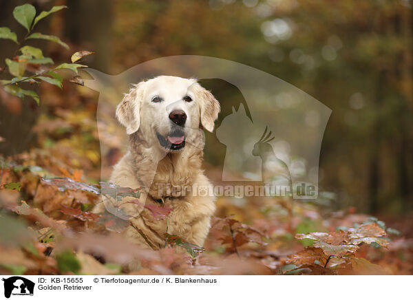 Golden Retriever / Golden Retriever / KB-15655