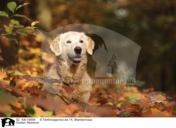 Golden Retriever / Golden Retriever / KB-15656