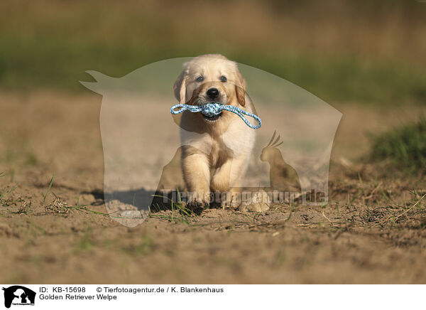 Golden Retriever Welpe / Golden Retriever puppy / KB-15698
