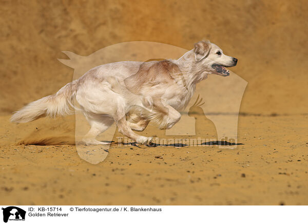 Golden Retriever / Golden Retriever / KB-15714