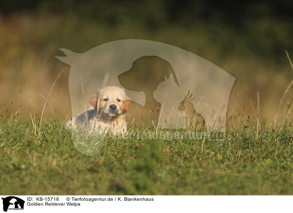 Golden Retriever Welpe / Golden Retriever puppy / KB-15718
