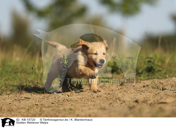 Golden Retriever Welpe / Golden Retriever puppy / KB-15720