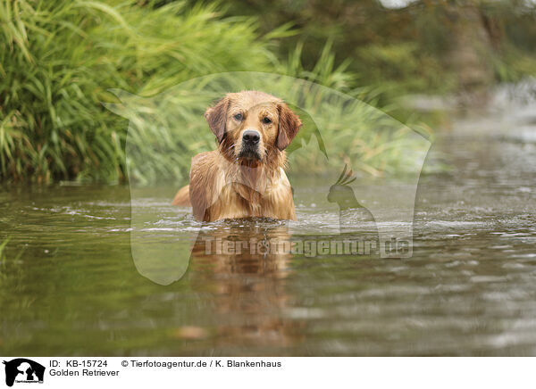 Golden Retriever / Golden Retriever / KB-15724