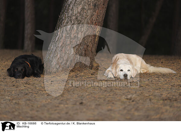 Mischling / Mongrel / KB-16686