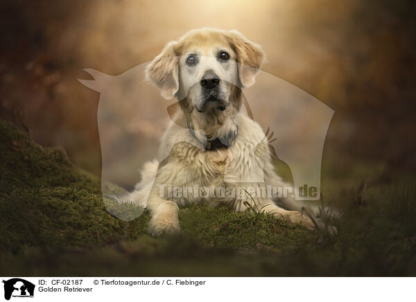Golden Retriever / Golden Retriever / CF-02187