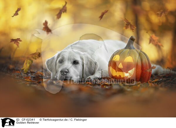 Golden Retriever / CF-02341