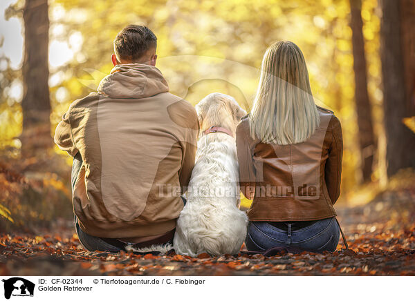 Golden Retriever / CF-02344