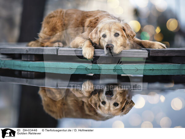 Golden Retriever / Golden Retriever / DH-03446