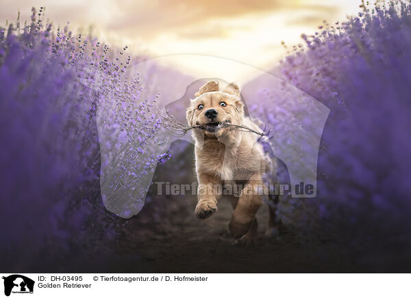Golden Retriever / DH-03495