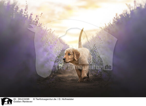 Golden Retriever / DH-03496