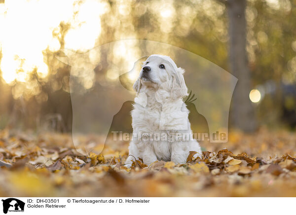 Golden Retriever / Golden Retriever / DH-03501