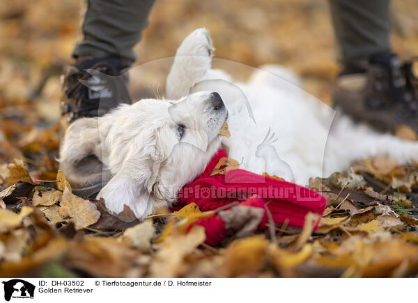 Golden Retriever / Golden Retriever / DH-03502