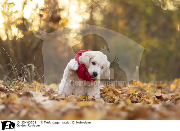 Golden Retriever / DH-03503