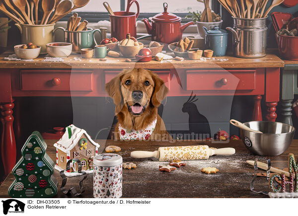 Golden Retriever / DH-03505