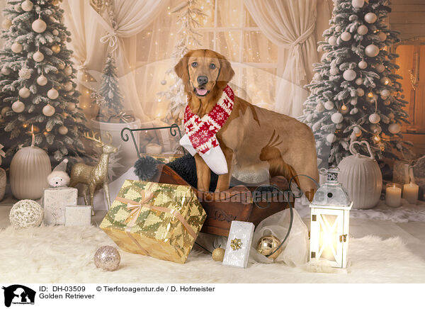 Golden Retriever / DH-03509