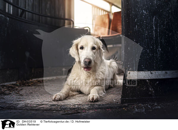 Golden Retriever / DH-03519