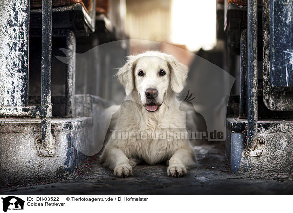 Golden Retriever / Golden Retriever / DH-03522