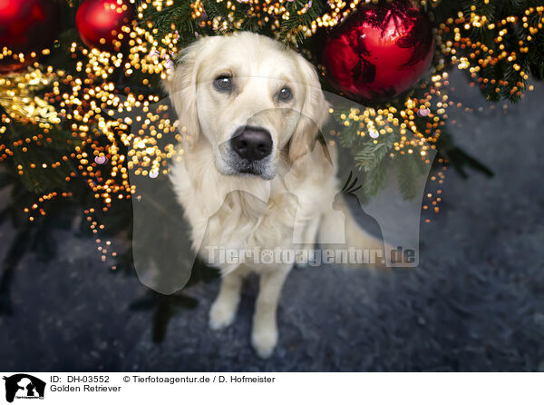 Golden Retriever / Golden Retriever / DH-03552