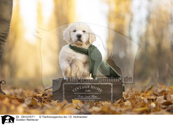 Golden Retriever / Golden Retriever / DH-03571