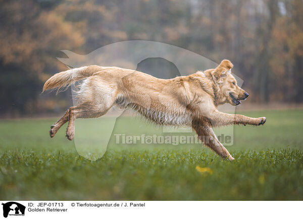 Golden Retriever / JEP-01713