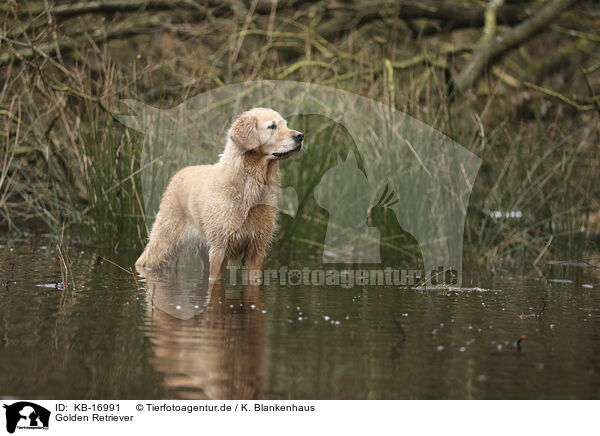 Golden Retriever / Golden Retriever / KB-16991