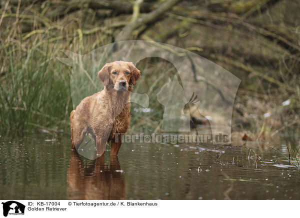 Golden Retriever / KB-17004