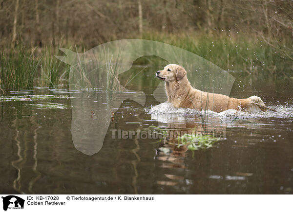Golden Retriever / Golden Retriever / KB-17028