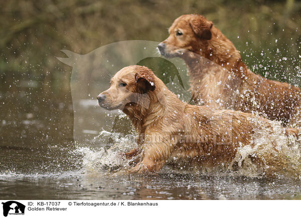 Golden Retriever / KB-17037