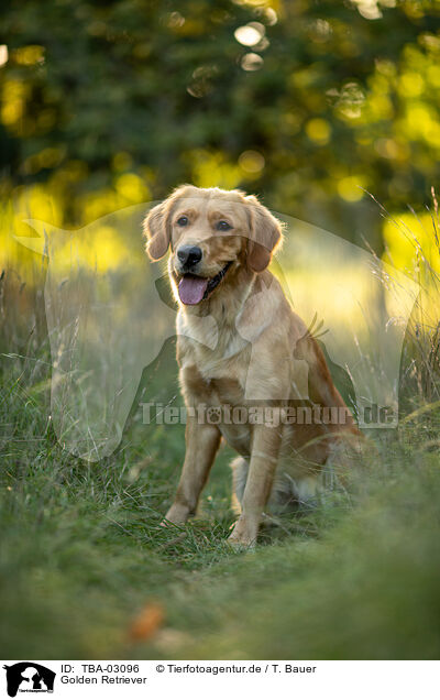 Golden Retriever / TBA-03096