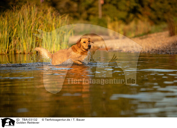 Golden Retriever / Golden Retriever / TBA-03132