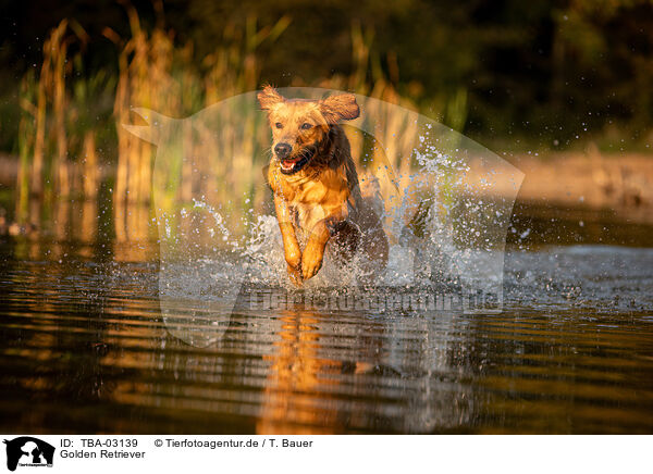 Golden Retriever / Golden Retriever / TBA-03139