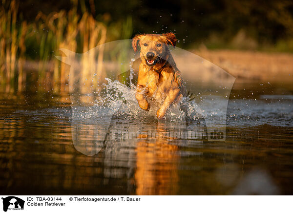 Golden Retriever / TBA-03144